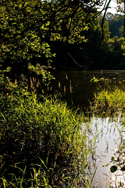 wald und wasser 3 - (c) l lammers.jpg